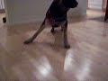 Ollie German Shepherd reindeer ears