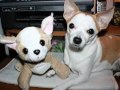 Webkinz at KootyKinz