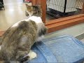 Chat Molton Chat Molton