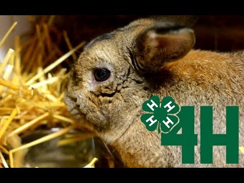 how to care for a 4-h pig