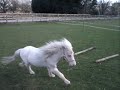 Splash Loose Schooling