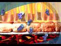 VEGF and CNV