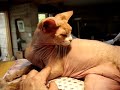 Hairless cat on a Heating Pad = Happiness!! Hairless cat on a Heating Pad = Happiness!!