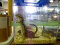 videos de Chimpmunks.MOV