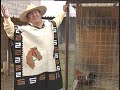 corrido del gallo de oro