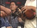 corrido del gallo de oro