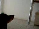 pituca latindo pro animal planet