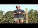 Organic to Biodynamic Organic to Biodynamic