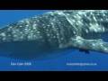 Whale Shark Footage HDV # 2