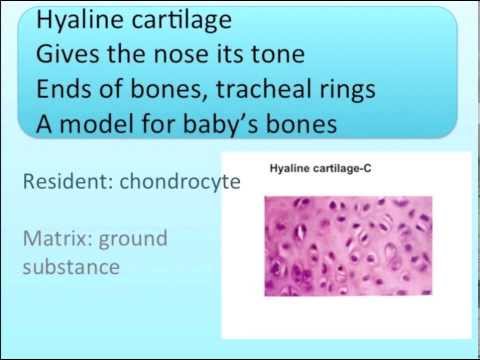 tissue - Learn about the different types of connective tissue.