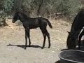jet black PRE pura raza espanol andalusian filly Escalera lines born August 2009