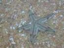 Walking Star Fish