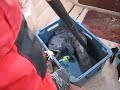 Iso kissakala Norjasta 9,5 kg / Seawolf From Norway 20 lbs