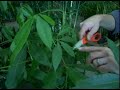 Plant Care Guide: Green Thumb Techniques : Tips for Trimming Woody Plants