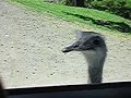 emu trying to get in a SUV
