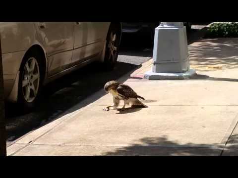 Hawk Eats Mouse in NYC