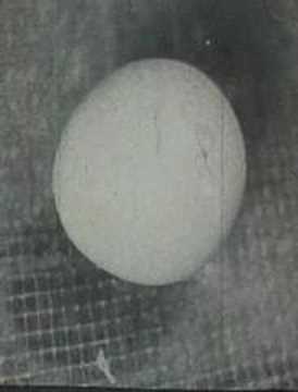 Chicken Egg Hatching In An Incubator