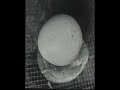 Chicken Egg Hatching In An Incubator
