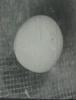 Chicken Egg Hatching In An Incubator
