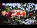 「三年椿」竹川美子　カバー　2019年3月6日発売