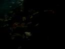 wheres the sharks at?