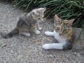 Kitties at Play Kitties at Play