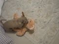 The Dog With The Orange Bear