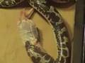Sand Boa Snake Eating A Weanling