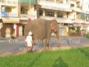 Cambodian Elephant commuting to work