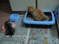 橘咪WC過程記錄短片((我家的虎斑金吉拉&黃金金吉拉))