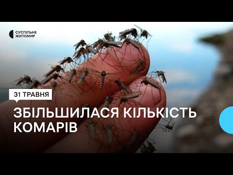 ​На Житомирщине в 20 – 25 раз увеличилось количество комаров