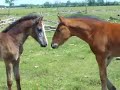 Danika`s baby Merdoc
