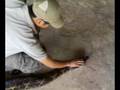 videos de The Biggest Borneo Snake  Reticulated Python