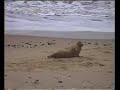 Grey Seal Pup at Play