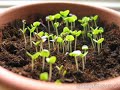 Basil Lapse