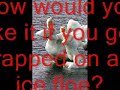 if-polar-bears-were-humans.html