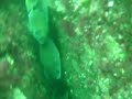 Sargos Porto Covo 2