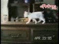 Video de gatos locos