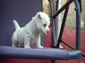 westie puppies 5 weeks