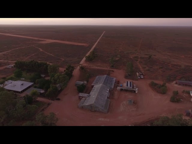Neds-Red-Gum-looking-to-sky-higher-res