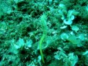 Following a seahorse