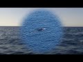 http://www.youtube.com/watch?v=PYrT1yJD3uY Le straordinarie immagini delle balene avvistate sabato 17 marzo intorno all'isola di Lampedusa. (voglio vederle anche io!)