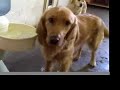 Monk the Golden Retriever Monk the Golden Retriever