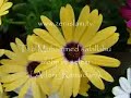 Ti o Muhammed salallahu alehji ve selem (Adem_Ramadani) Ti o Muhammed salallahu alehji ve selem (Adem_Ramadani)