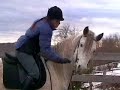 Curly Horse Temperament