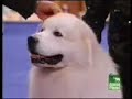 Vinnie (aka The Hitman) at Eukanuba \