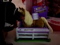 horsing fur real Walmart with Butterscotch the pony horse