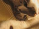 How Relaxed a Cat can BE? How Relaxed a Cat can BE?