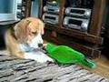 Who eats a paper? - Eclectus Charlie and beagle Wilson.