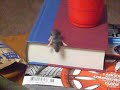 Our baby Mouse